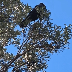Zanda funerea at Diggers Camp, NSW - 16 Oct 2025 by Topwood