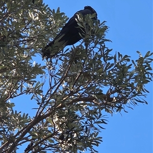 Zanda funerea at Diggers Camp, NSW - Today by Topwood