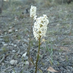 Stackhousia monogyna (Creamy Candles) at Theodore, ACT - 15 Oct 2025 by VeraKurz