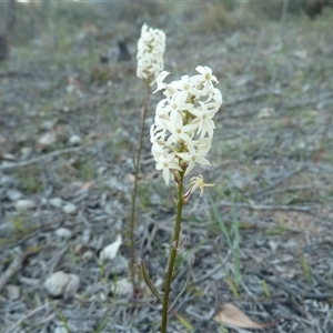 Stackhousia monogyna at Theodore, ACT - Yesterday by VeraKurz