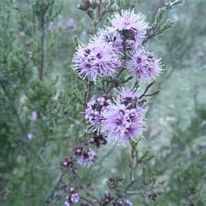 Kunzea parvifolia at Theodore, ACT - Yesterday by VeraKurz