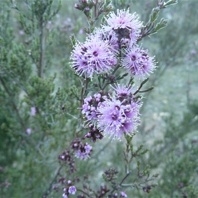 Kunzea parvifolia (Violet Kunzea) at Theodore, ACT - 15 Oct 2025 by VeraKurz