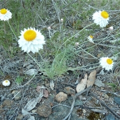 Leucochrysum albicans subsp. tricolor (Hoary Sunray) at Theodore, ACT - 15 Oct 2025 by VeraKurz