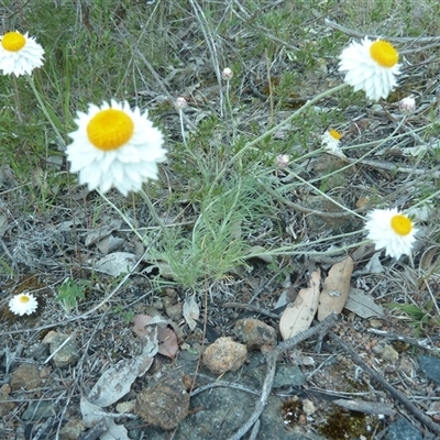 Leucochrysum albicans subsp. tricolor (Hoary Sunray) at Theodore, ACT - 15 Oct 2025 by VeraKurz