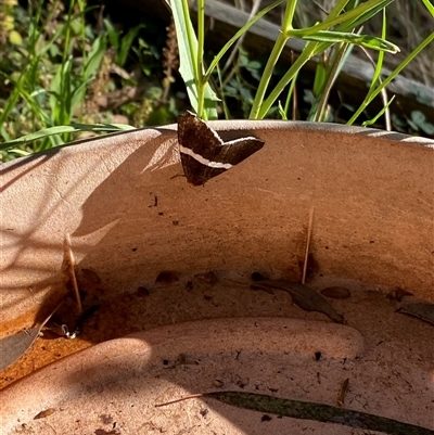 Buzara frontinus (An Erebid moth (Ophiusini) at Broke, NSW - 16 Oct 2025 by RoyP