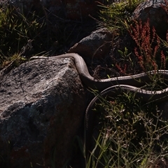 Pseudonaja textilis (Eastern Brown Snake) at Hawker, ACT - 16 Oct 2025 by PeteRav