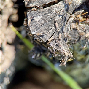 Formicidae (family) at Murrumbateman, NSW - Yesterday by Hejor1