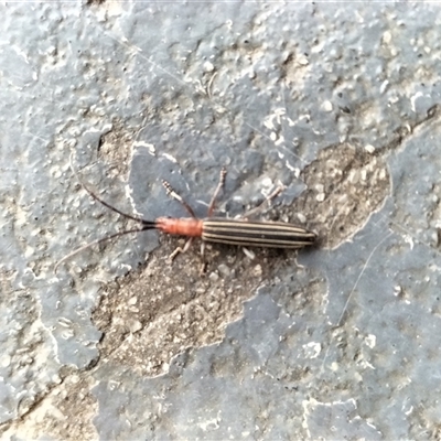 Syllitus sp. (genus) (Syllitus longhorn beetle) at Ghan, NT - 16 Oct 2025 by PMarkov