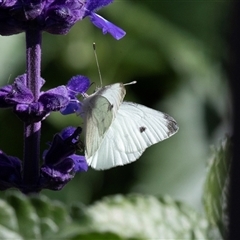 Pieris rapae (Cabbage White) at Adelaide, SA - 19 Sep 2025 by AlisonMilton