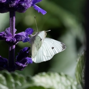 Pieris rapae (Cabbage White) at Adelaide, SA - 19 Sep 2025 by AlisonMilton