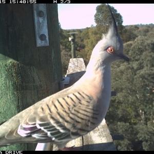Ocyphaps lophotes at Thurgoona, NSW - Yesterday by AlburyCityEnviros