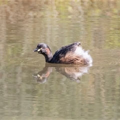 Tachybaptus novaehollandiae (Australasian Grebe) at Adelaide, SA - 19 Sep 2025 by AlisonMilton