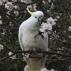 Cacatua galerita (Sulphur-crested Cockatoo) at Conder, ACT - 28 Aug 2025 by MichaelBedingfield