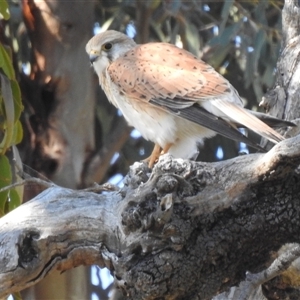 Falco cenchroides (Nankeen Kestrel) at Kambah, ACT - Yesterday by HelenCross