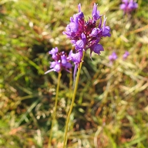 Linaria pelisseriana (Pelisser's Toadflax) at Kambah, ACT - Today by HelenCross