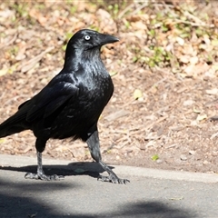 Corvus coronoides at Adelaide, SA - 19 Sep 2025 by AlisonMilton