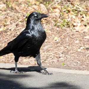 Corvus coronoides at Adelaide, SA - 19 Sep 2025 by AlisonMilton