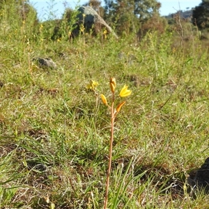 Bulbine bulbosa at Kambah, ACT - Today by HelenCross