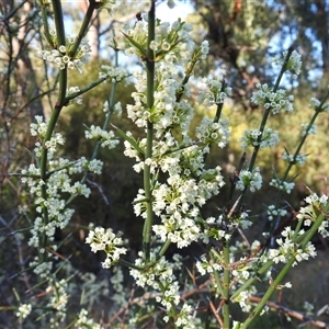 Discaria pubescens (Australian Anchor Plant) at Kambah, ACT - Today by HelenCross