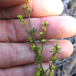 Galium gaudichaudii (Rough Bedstraw) at Kambah, ACT - Today by HelenCross