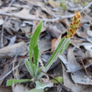 Plantago varia (Native Plaintain) at Kambah, ACT - Today by HelenCross
