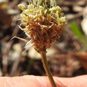 Plantago sp. at Kambah, ACT - Today by HelenCross