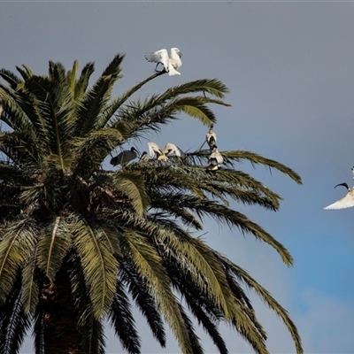 Threskiornis molucca (Australian White Ibis) at Adelaide, SA - 19 Sep 2025 by AlisonMilton