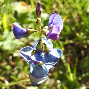 Unverified Pea at Kambah, ACT - Today by HelenCross