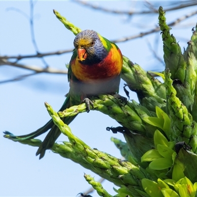 Trichoglossus moluccanus (Rainbow Lorikeet) at Adelaide, SA - 19 Sep 2025 by AlisonMilton