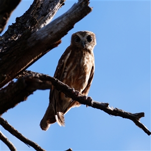 Ninox boobook by RobG1