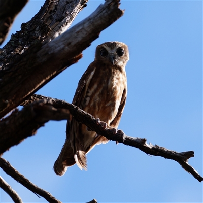 Ninox boobook at  - suppressed by RobG1