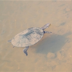 Emydura macquarii (Macquarie Turtle) at Adelaide, SA - 19 Sep 2025 by AlisonMilton