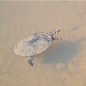 Chelodina longicollis at Adelaide, SA - 19 Sep 2025 by AlisonMilton
