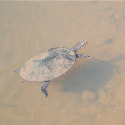 Emydura macquarii (Macquarie Turtle) at Adelaide, SA - 19 Sep 2025 by AlisonMilton