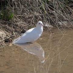 Ocyphaps lophotes at Adelaide, SA - 19 Sep 2025 by AlisonMilton