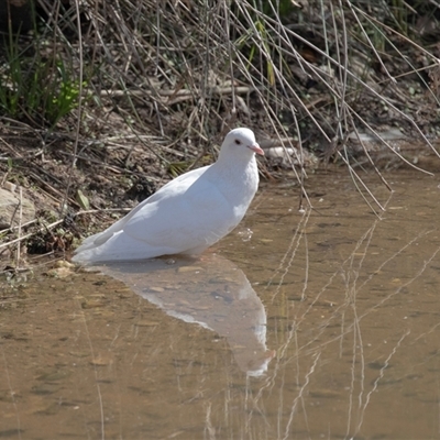 Ocyphaps lophotes at Adelaide, SA - 19 Sep 2025 by AlisonMilton