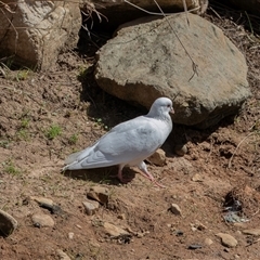 Unverified at suppressed - suppressed