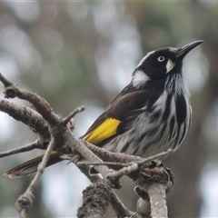Phylidonyris novaehollandiae (New Holland Honeyeater) at Kioloa, NSW - 14 Jun 2014 by MichaelBedingfield
