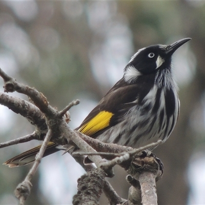 Phylidonyris novaehollandiae (New Holland Honeyeater) at Kioloa, NSW - 14 Jun 2014 by MichaelBedingfield