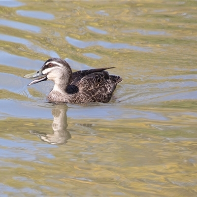 Anas superciliosa at Adelaide, SA - 19 Sep 2025 by AlisonMilton