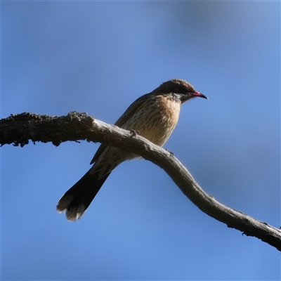 Acanthagenys rufogularis at  - suppressed by RobG1