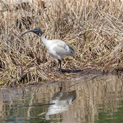 Threskiornis molucca (Australian White Ibis) at Adelaide, SA - 19 Sep 2025 by AlisonMilton