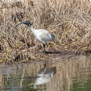 Threskiornis molucca at Adelaide, SA - 19 Sep 2025 by AlisonMilton