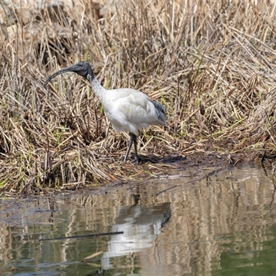 Threskiornis molucca (Australian White Ibis) at Adelaide, SA - 19 Sep 2025 by AlisonMilton