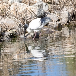 Threskiornis molucca at Adelaide, SA - 19 Sep 2025 12:10 PM