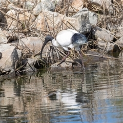 Threskiornis molucca at Adelaide, SA - 19 Sep 2025 12:10 PM