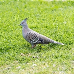 Ocyphaps lophotes (Crested Pigeon) at Springfield, SA - 19 Sep 2025 by AlisonMilton