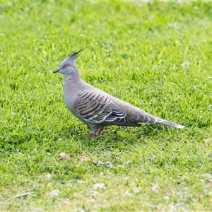 Ocyphaps lophotes at Springfield, SA - 19 Sep 2025 by AlisonMilton