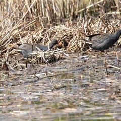 Gallinula tenebrosa at Adelaide, SA - 19 Sep 2025 by AlisonMilton