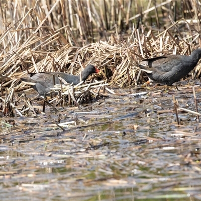 Gallinula tenebrosa at Adelaide, SA - 19 Sep 2025 by AlisonMilton
